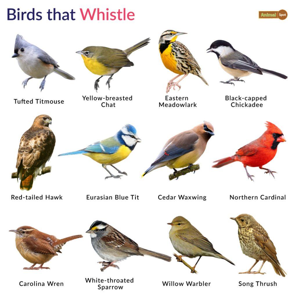 Birds that Whistle
