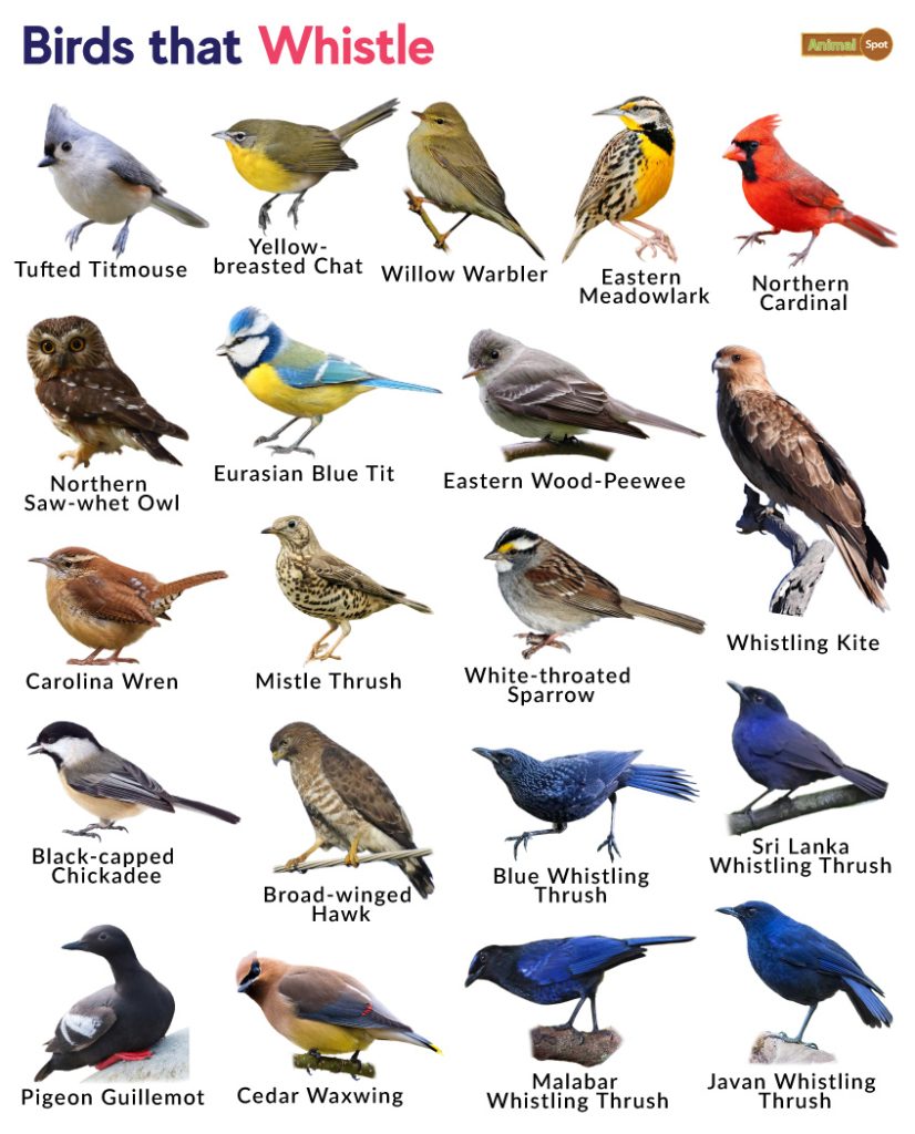 List of whistling birds with pictures