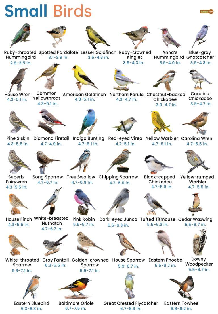 Smallest birds in the world list with size and pictures