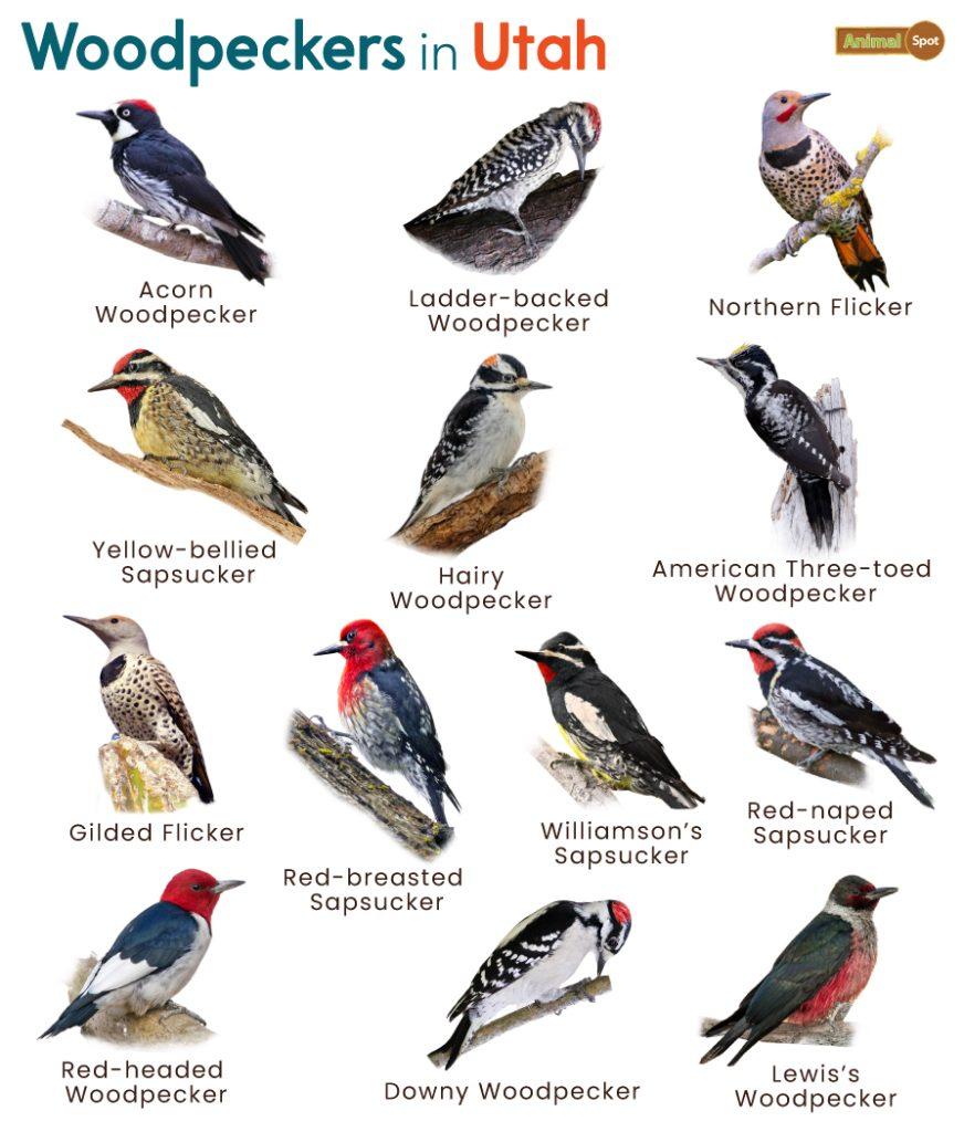 Woodpeckers in Utah (UT)