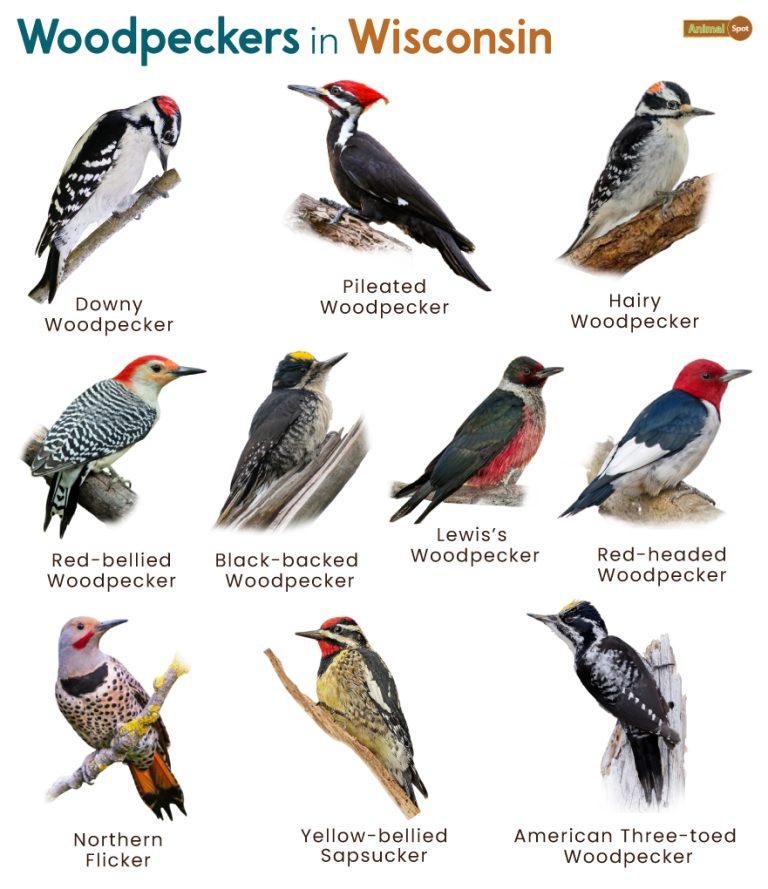 List of Woodpeckers in Wisconsin (With Pictures)