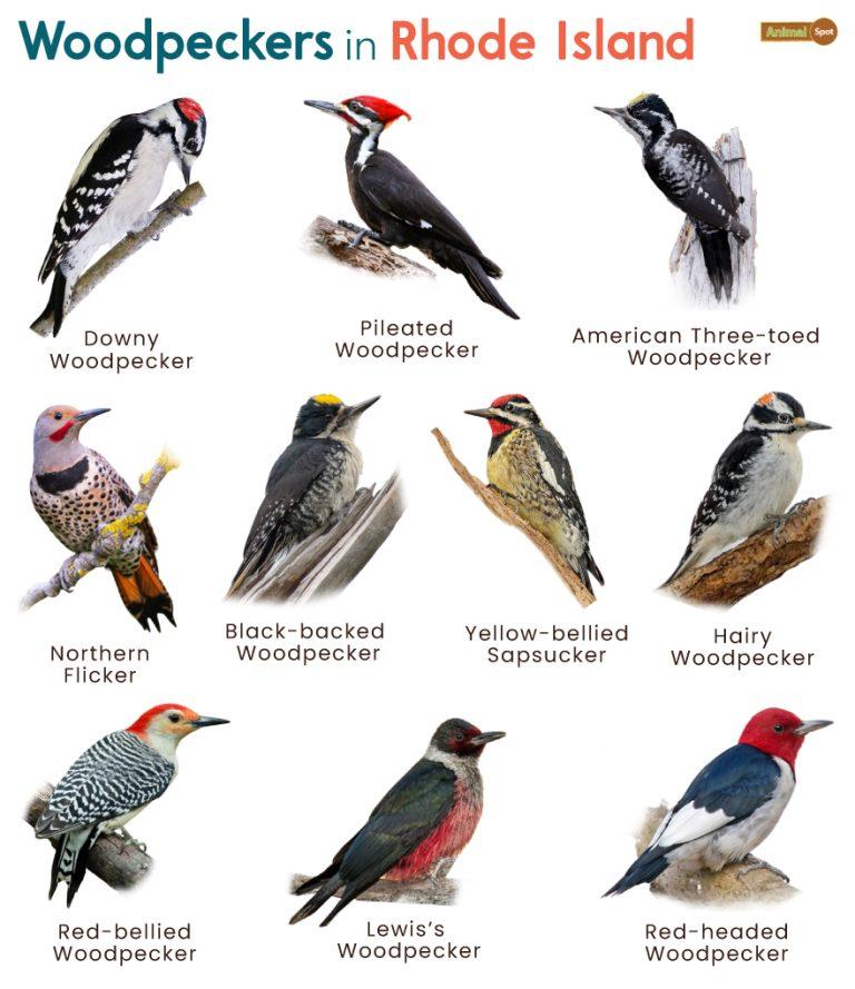 List of Woodpeckers in Rhode Island (With Pictures)