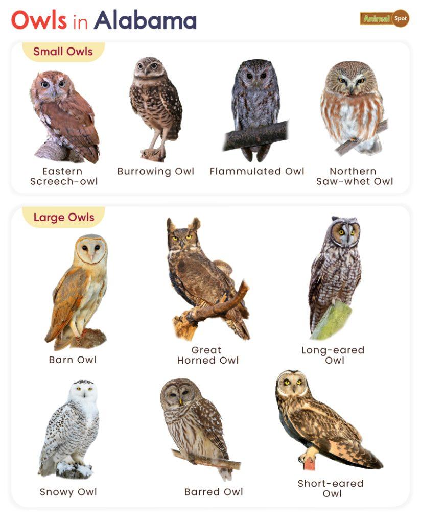 Owls in Alabama (AL)