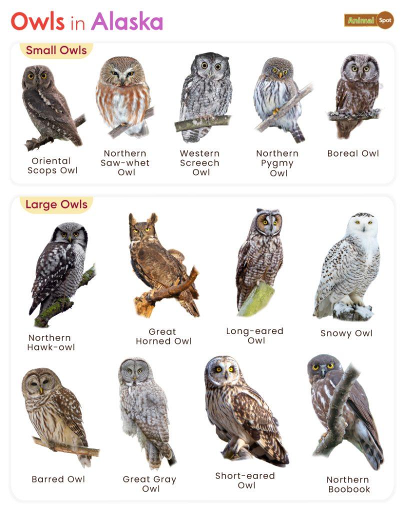 Owls in Alaska (AK)