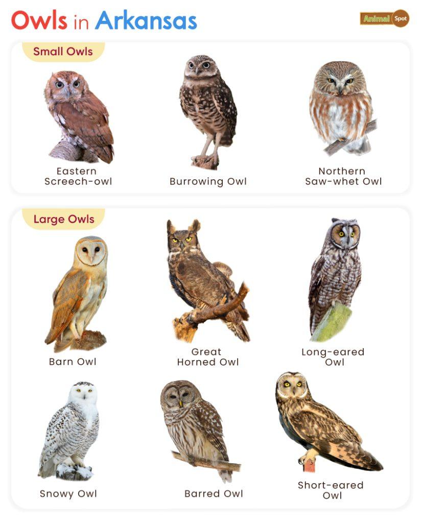 Owls in Arkansas (AR)