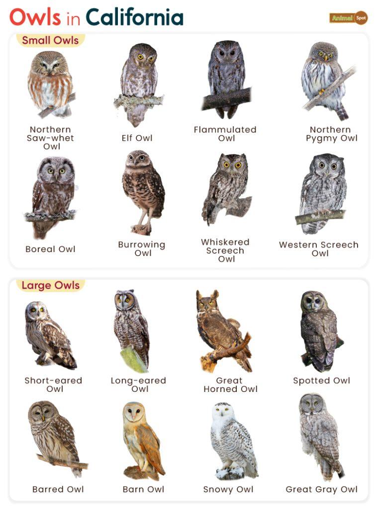 Owls in California (CA)