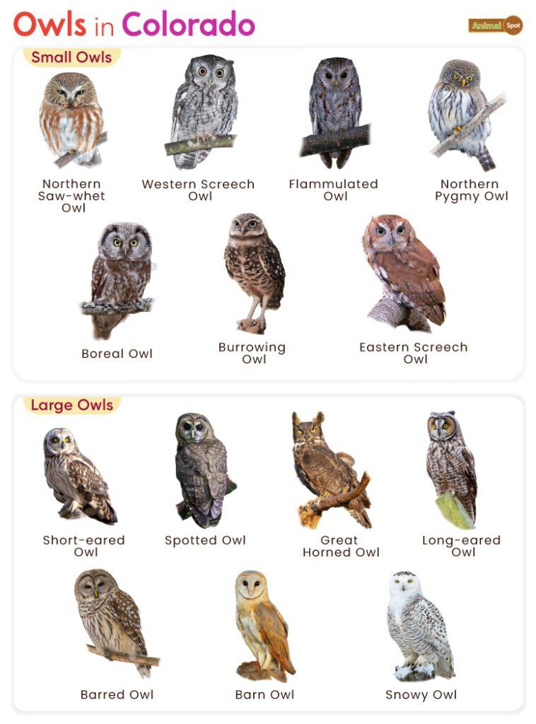 Owls in Colorado (CO)