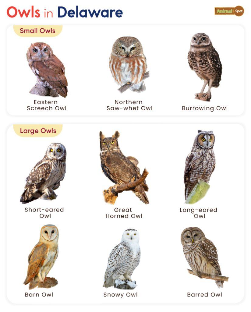 Owls in Delaware (DE)