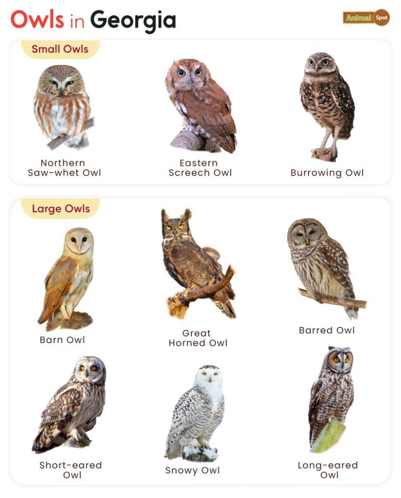 Owls in Georgia (GA)