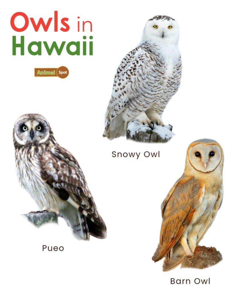 Owls in Hawaii (HI)