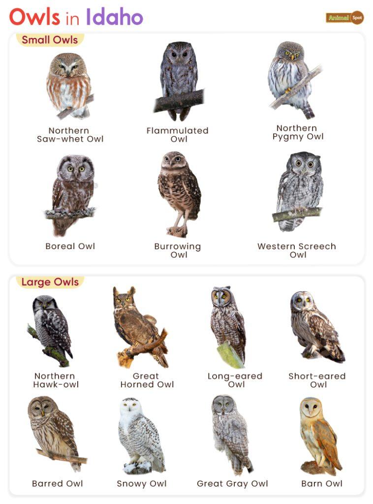 Owls in Idaho (ID)
