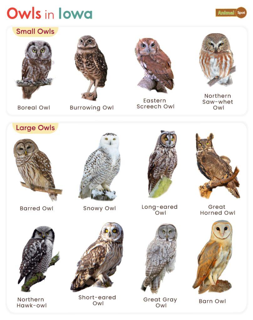Owls in Iowa (IA)