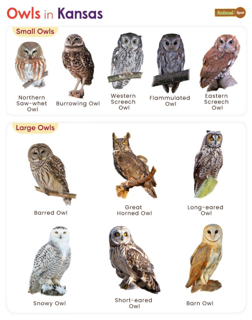 Owls in Kansas (KS)
