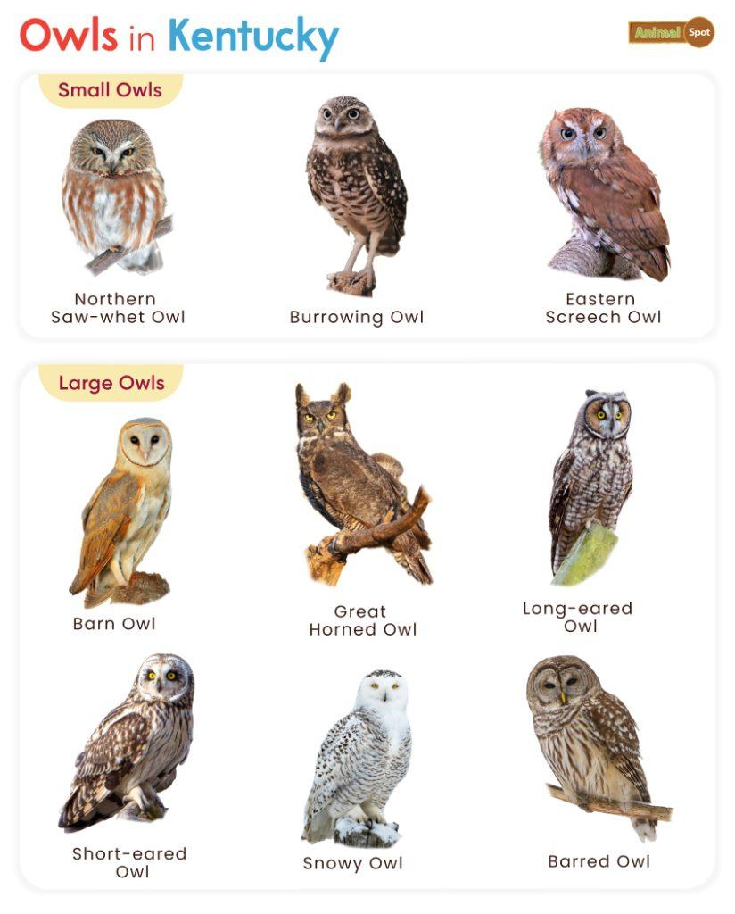 Owls in Kentucky (KY)
