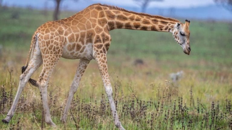 Giraffe - Types, Size, Habitat, Diet, Lifespan, Predators & Pictures