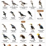 Hornbill (Species and Types)