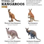 Kangaroo (Types and Species)