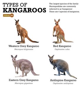 Kangaroo - Species, Size, Weight, Lifespan, Habitat, Diet & Pictures