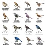 Mockingbird (Types and Species)