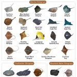 Stingrays (Types and Species)