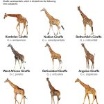 Types of Giraffes