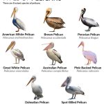 Types of Pelicans
