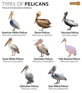 Pelican - Species, Size, Habitat, Diet, Lifespan, Predators & Pictures