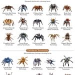 Types of Tarantulas