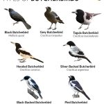 Butcherbird (Types and Species)