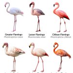 Flamingo (Types and Species)